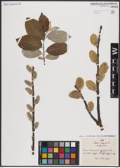 Foto von Salix caprea L.